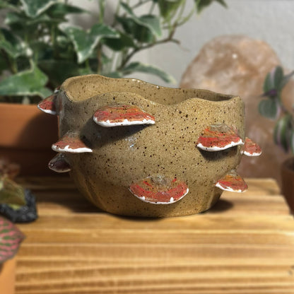 Reishi Myco Etherling